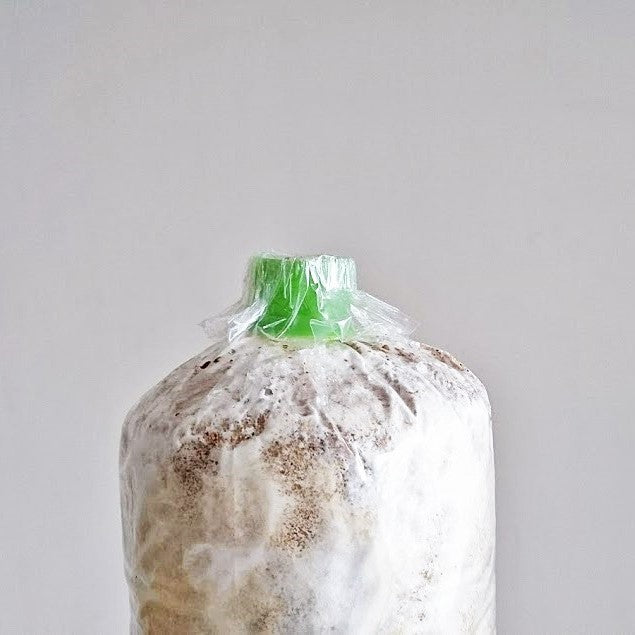 Oyster Mushroom Fruiting Bag